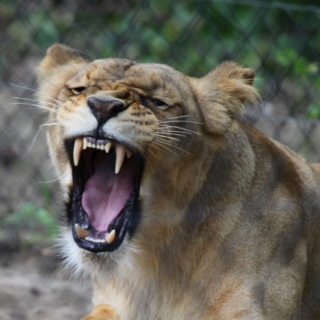 ZOO Brno