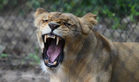 ZOO Brno
